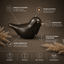 BIRD BRONS | Donkerbrons 30ml - Memoriva